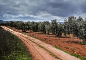 olivar-chamorro